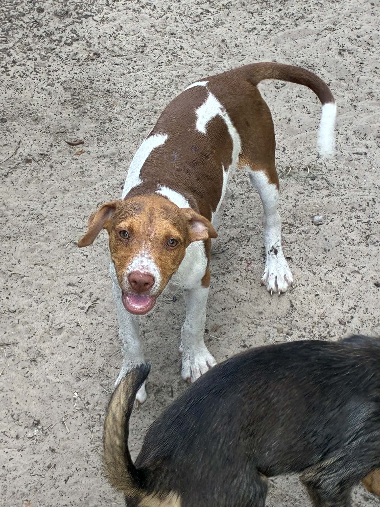 Photo of Costella