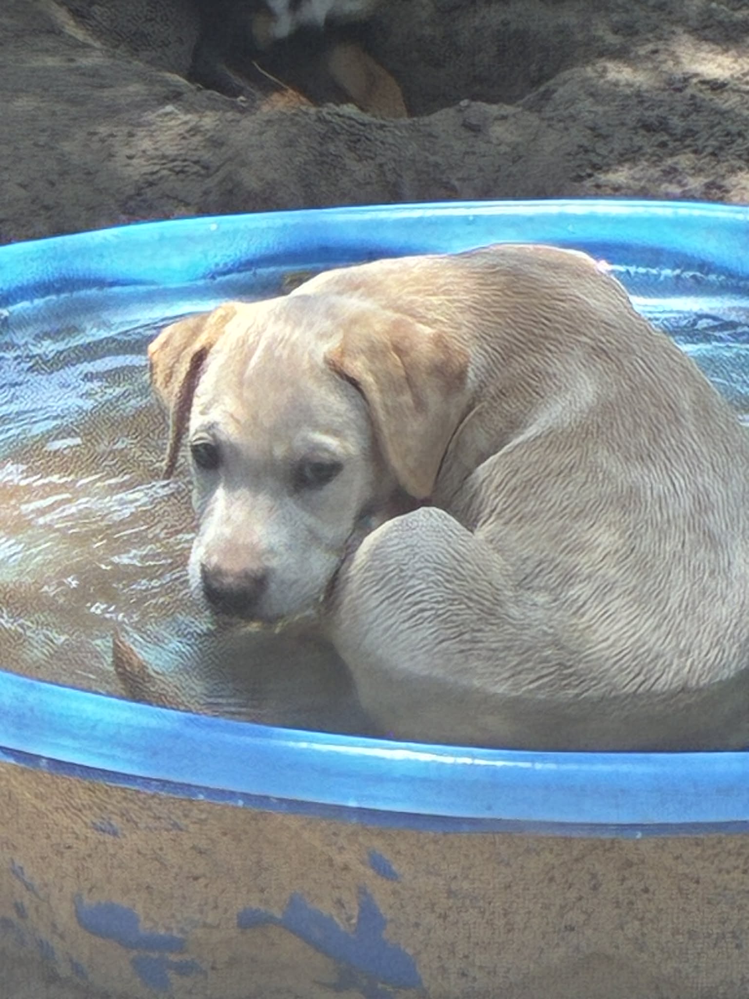 Photo of Curly