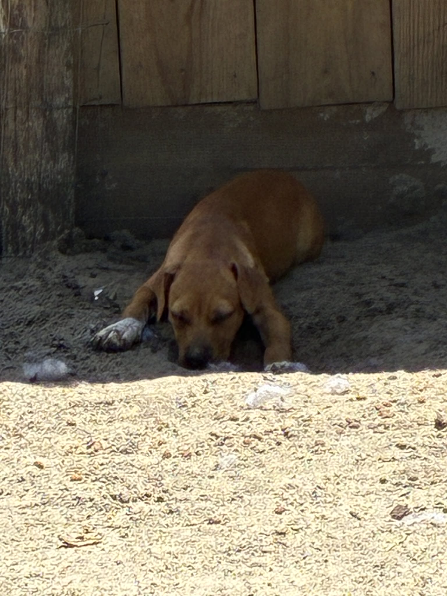 Photo of Dixie