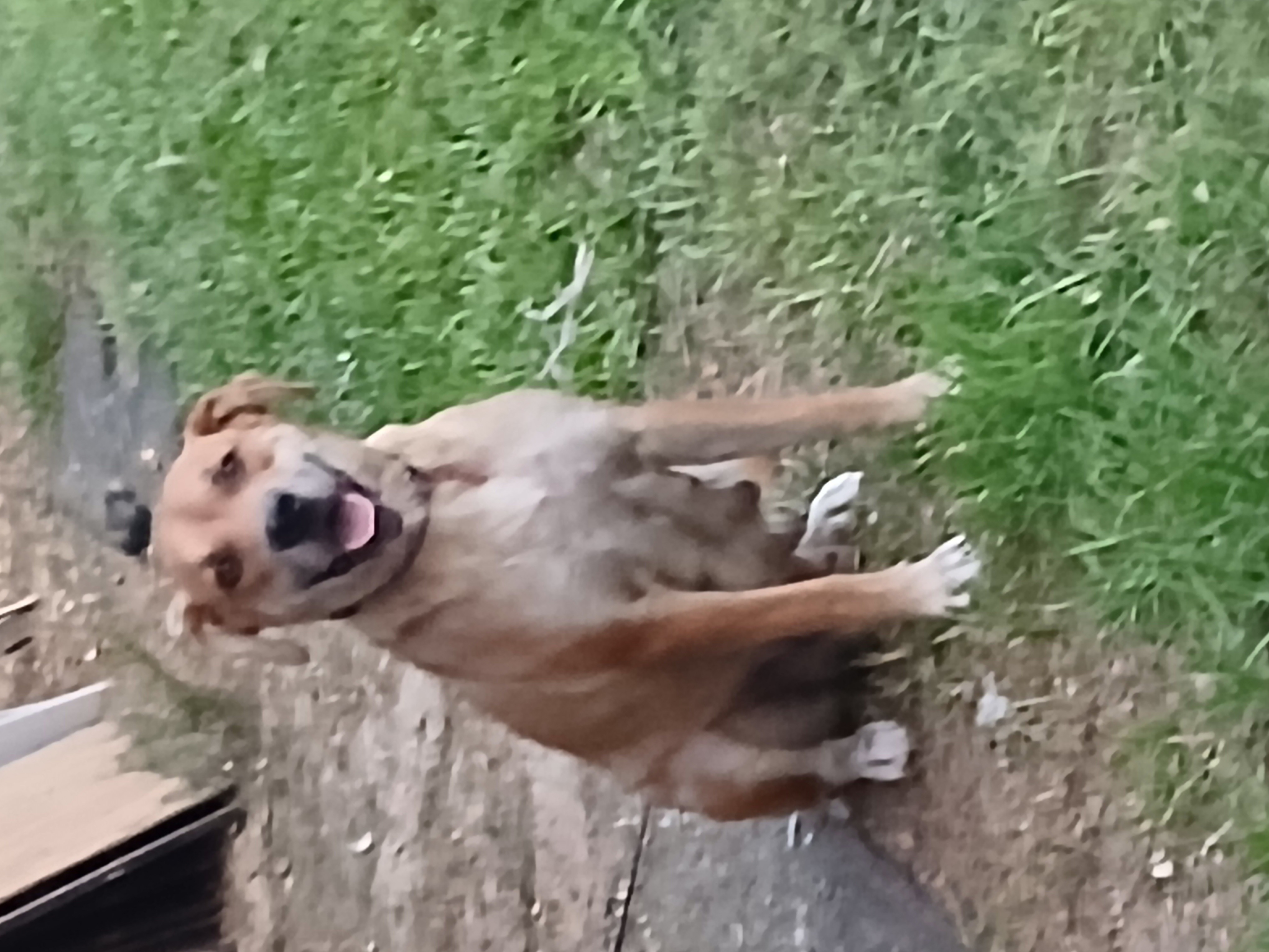 Photo of Duchess