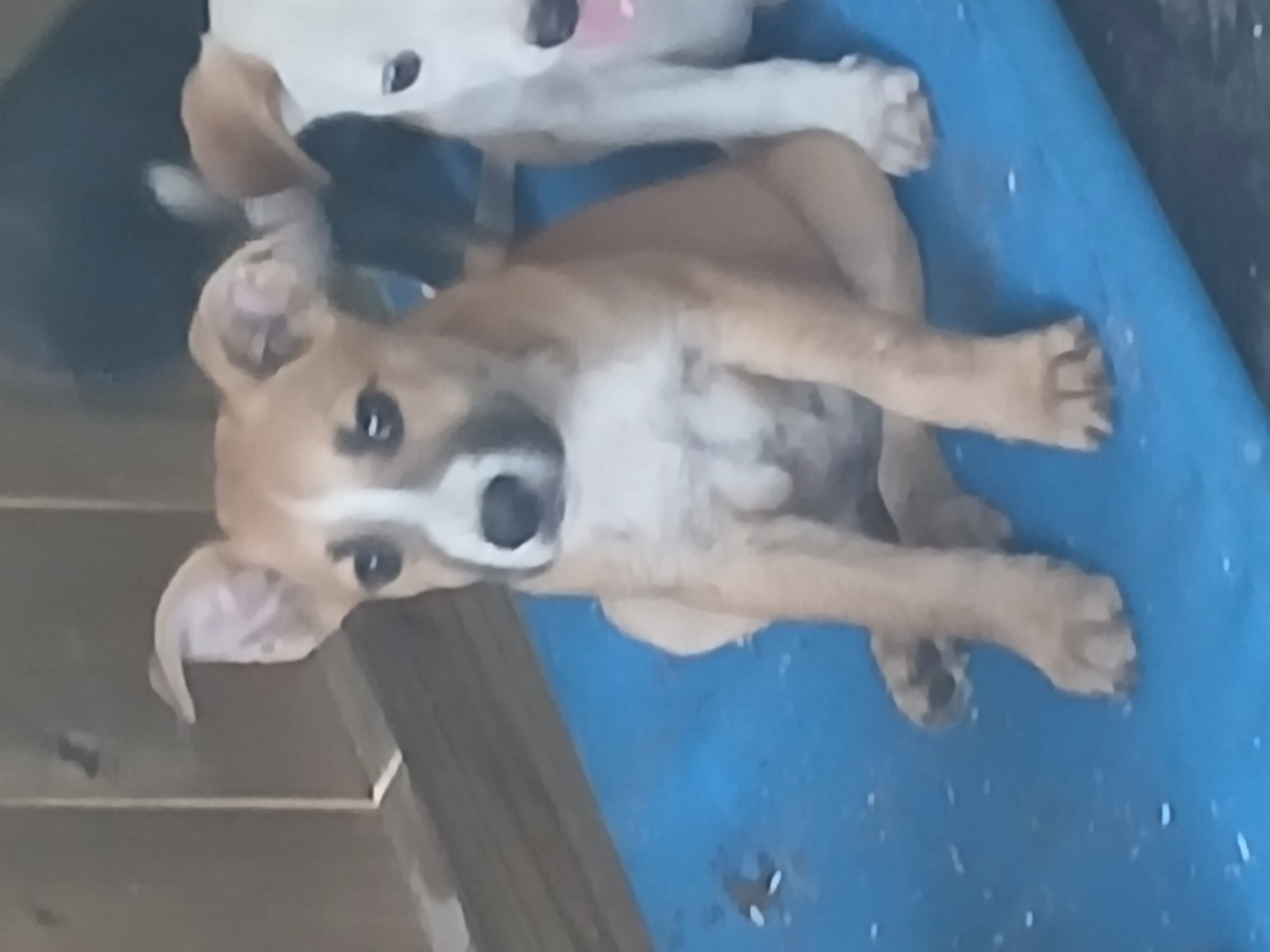 Photo of Lucky