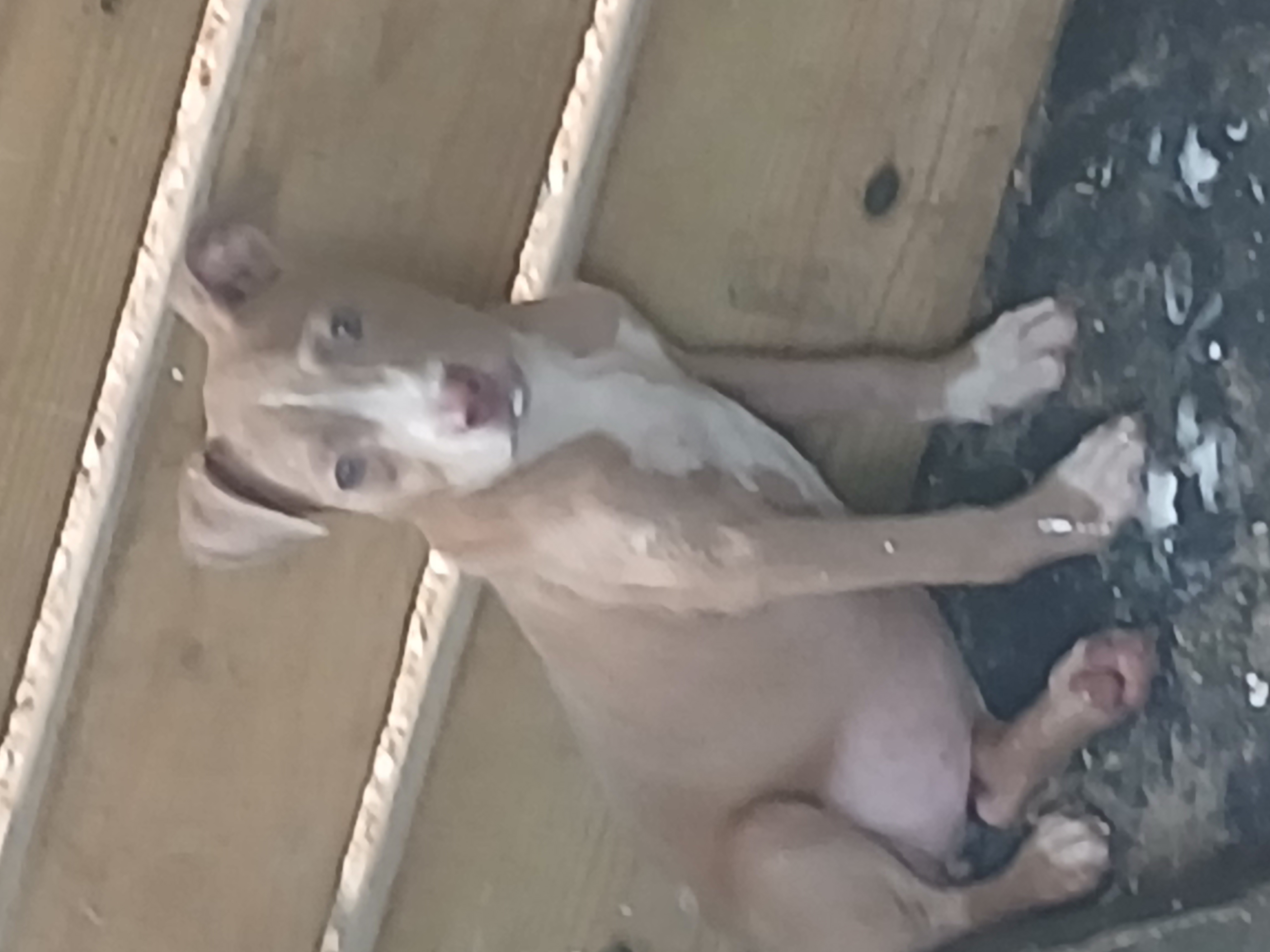 Photo of Bambam