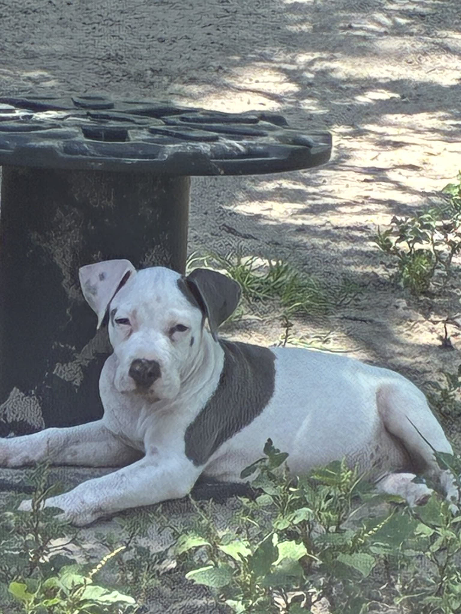 Photo of Gunner