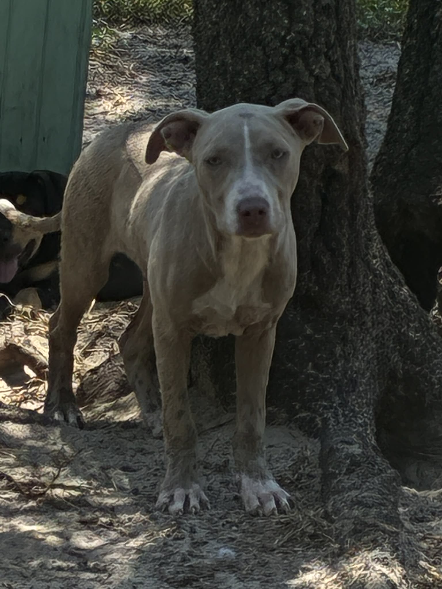 Photo of Barney